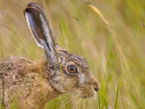Portrait of alert European Hare in grass © creativenature.nl