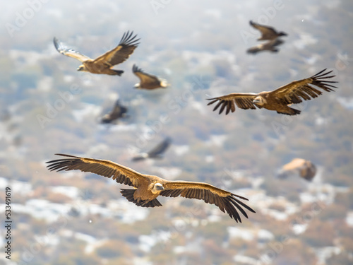 Griffon vultures flying in mist © creativenature.nl