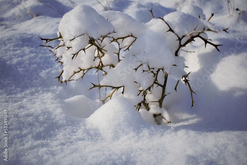Snowy bush