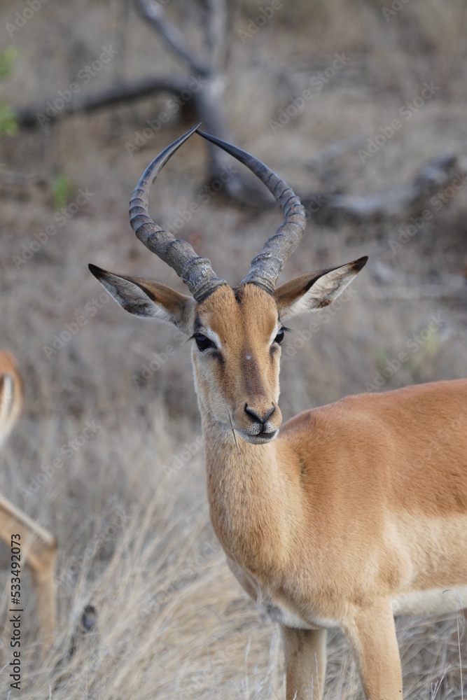 Male impala antelope