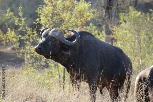 Buffalo in the wild © Joseph