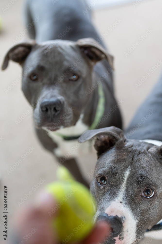 older pitbull is watching tennis ball while a puppy is watching in the background older pitbull is watching tennis ball while a puppy is watching in the background