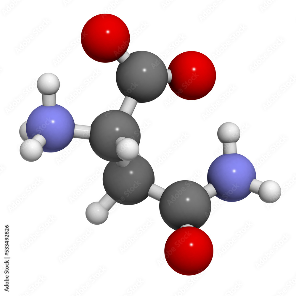 Asparagine (Asn, N) amino acid, molecular model. Asparagine (Asn, N) amino acid, molecular model.