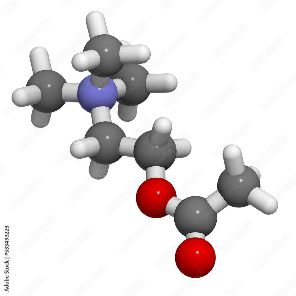 Acetylcholine (ACh) neurotransmitter, molecular model. Acetylcholine (ACh) neurotransmitter, molecular model.