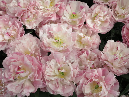 фотографія Blowsy White Pink Flamed Tulips at the Keukenhof Flower Garden Close Up, Netherl