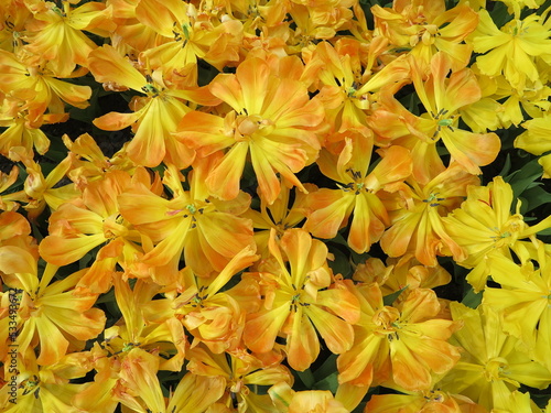фотографія Overblown Yellow Tulips at the Keukenhof Flower Garden Close Up, Netherlands