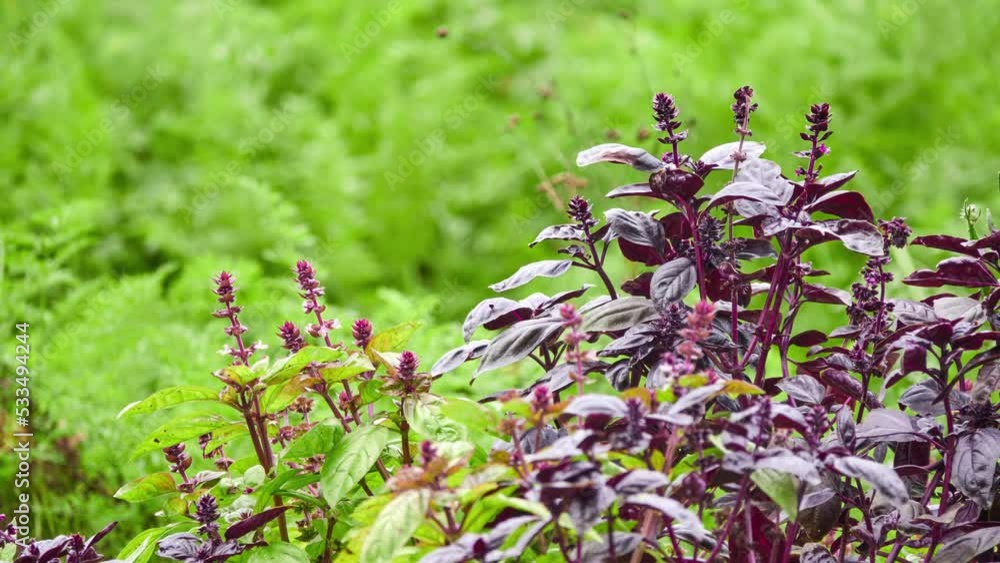 Ocimum kilimandscharicum, camphor basil, is basil species native to