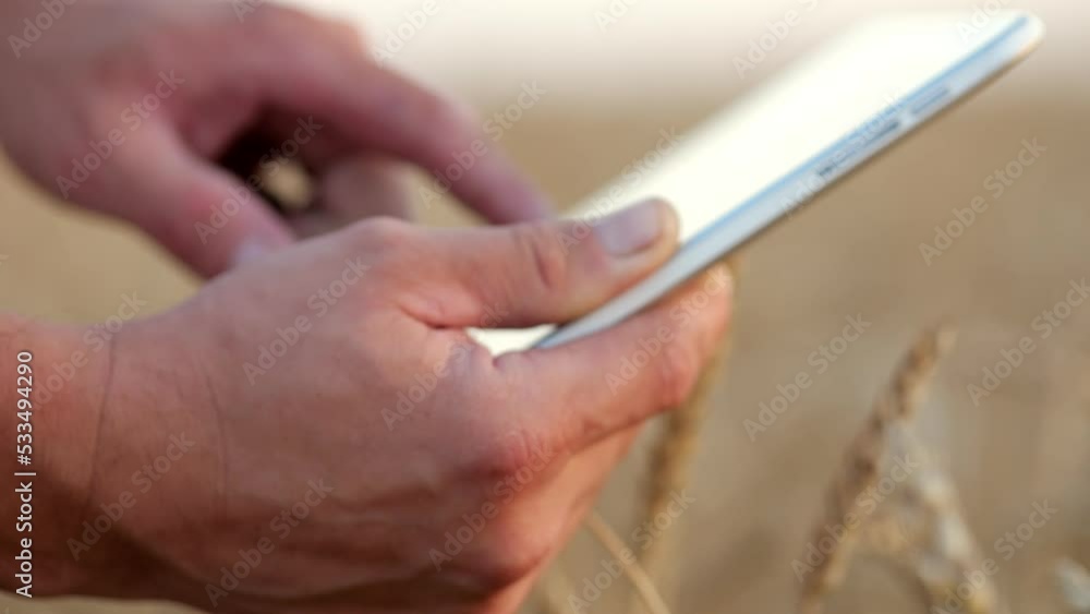 Farmer hands enter information into tablet about wheat harvest on field at sunset. Man looking for report about wheat growth scrolls app on gadget, closeup Farmer hands enter information into tablet about wheat harvest on field at sunset. Man looking for report about wheat growth scrolls app on gadget, closeup