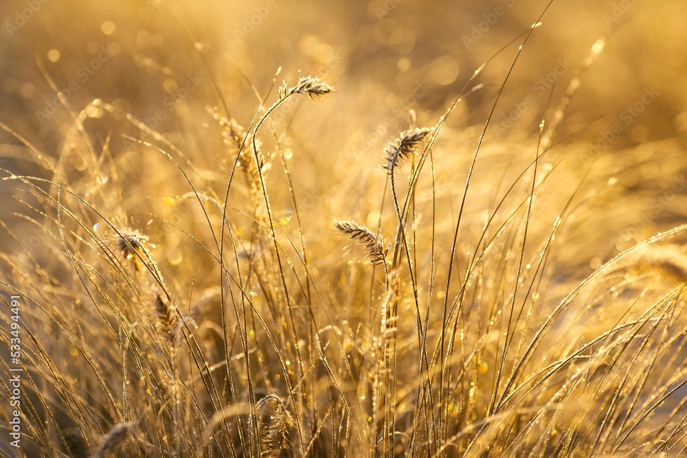 Obraz premium Wheat field at golden sunrise in autumn