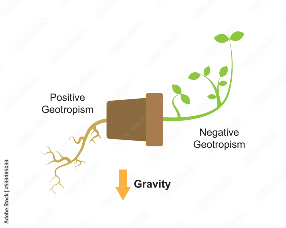 Gravitropism Tree
