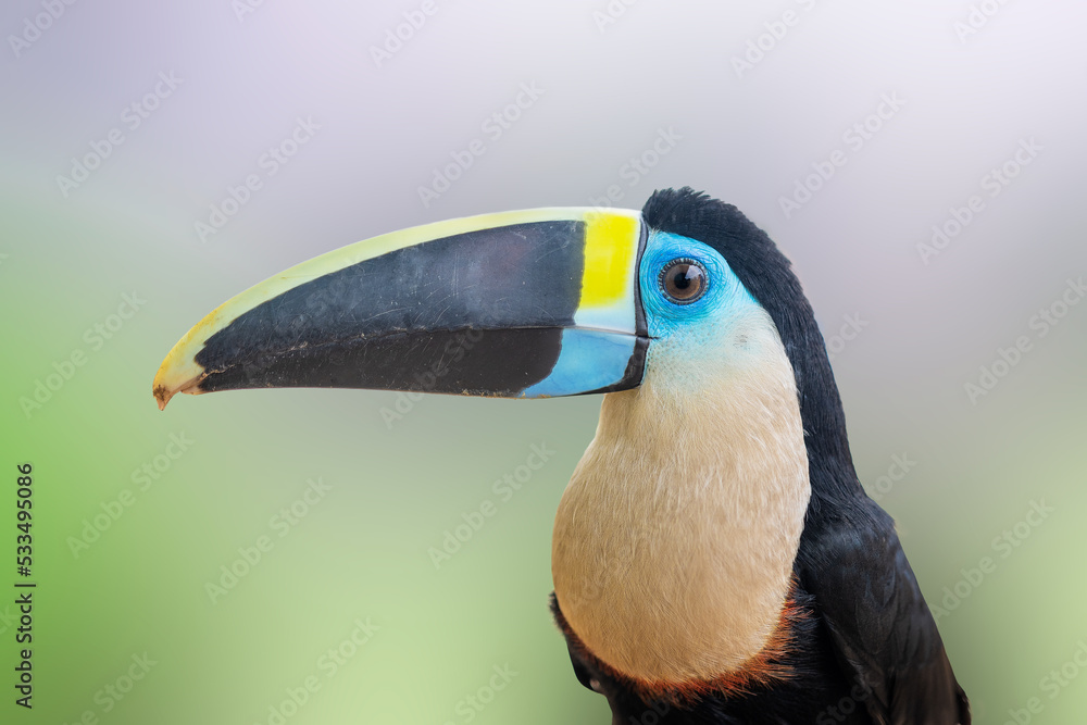 Naklejka premium Ramphastos tucanus toucan 
