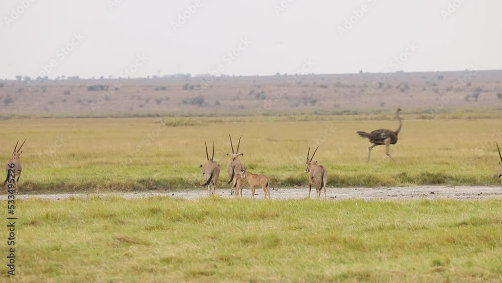 A herd of oryx with cubs are playing on yellow grass field. Ostrich is running on the background. Wildlife in Amboseli national park Kenya A herd of oryx with cubs are playing on yellow grass field. Ostrich is running on the background. Wildlife in Amboseli national park Kenya