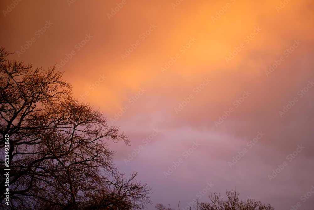 Orange cloudy sky at sunset in a forest. Silhouette of trees in the foreground.