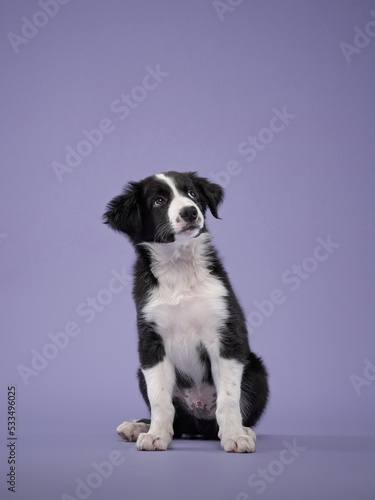 funny puppy on purple background. Border collie dog with funny muzzle, emotion