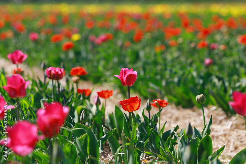 Pink tulip closeup on a field of colorful tulips growing in spring Pink tulip closeup on a field of colorful tulips growing in spring