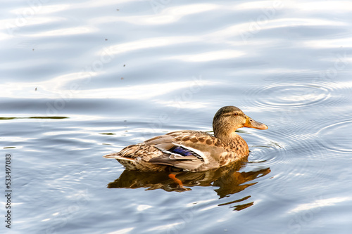 Wild ducks. The mallard or wild duck. Selectice focus, close up. Isolated duck.
