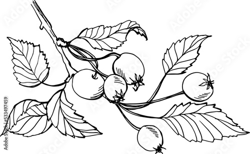 Drawn branch with berries. Autumn. Forest. Harvest. Autumn forest. Decor.