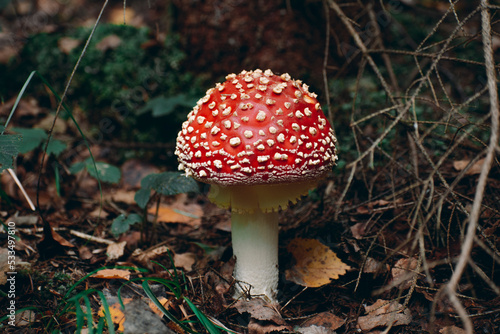 in the forest under a tree grows a large red amanita mushroom
