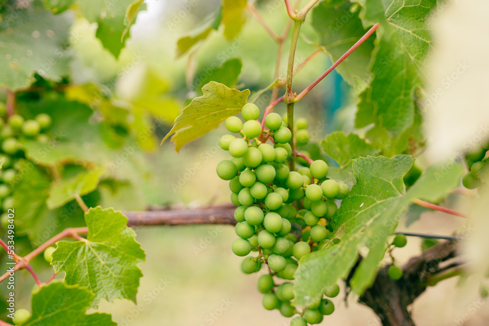 Green grapes growing on the grape vines. Close up of grapes hanging on branch. Hanging grapes. Grape farming. Wine making concept. Green grapes growing on the grape vines. Close up of grapes hanging on branch. Hanging grapes. Grape farming. Wine making concept.