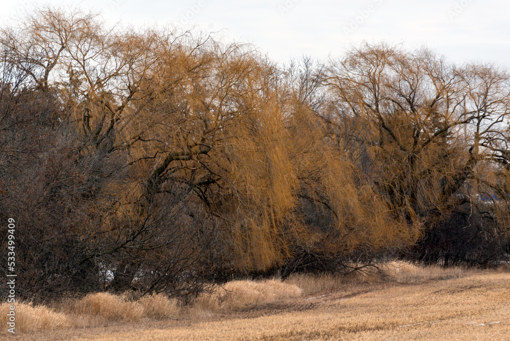 Brown Weeping Willow Tree In Late February Brown Weeping Willow Tree In Late February