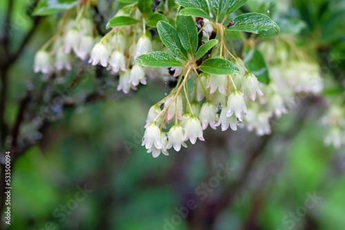 Redvein enkianthus, Enkianthus campanulatus photo