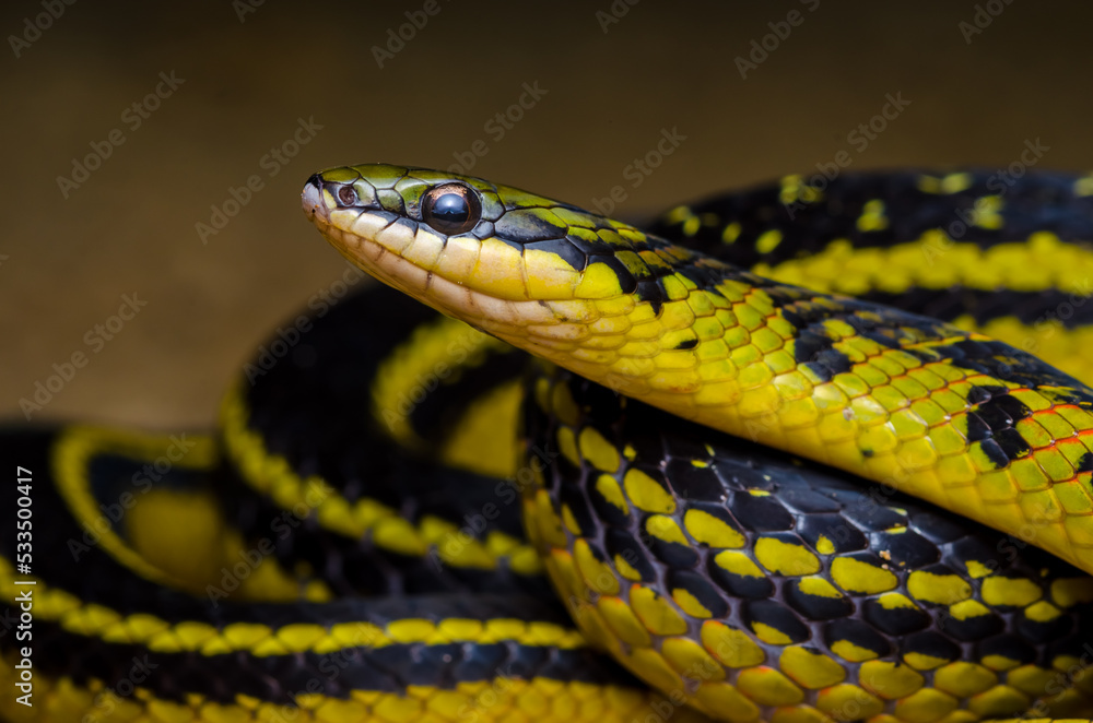 Fototapeta premium close up of a snake, black and yellow