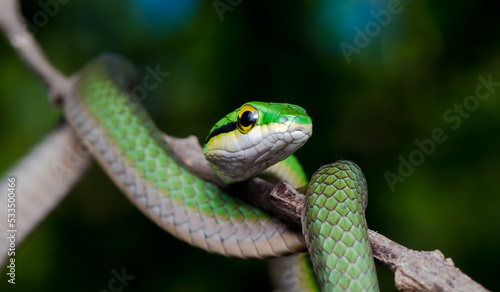 green snake on a branch, Leptophis ahaetulla