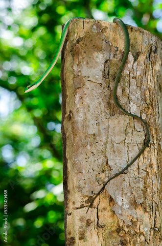 green snake on a tree, Leptophis ahaetulla photo