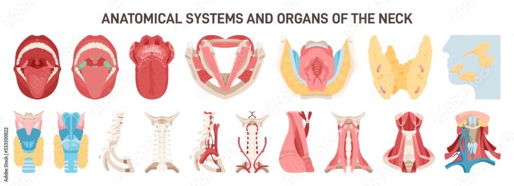 Human neck different anatomical systems organs and structures.