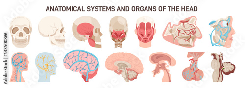 Human scull different anatomical systems organs and structures.