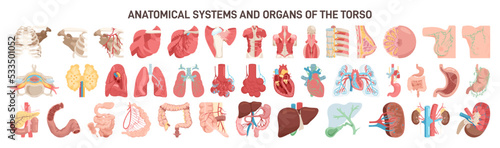 Human torso different anatomical systems organs and structures.