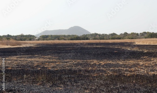 黒く焼け焦げた大地と葦の草原の奥に霞む山