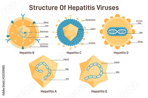 Hepatitis viruses set. Structure of hepatitis A, B, C, D, E viruses with parts photo