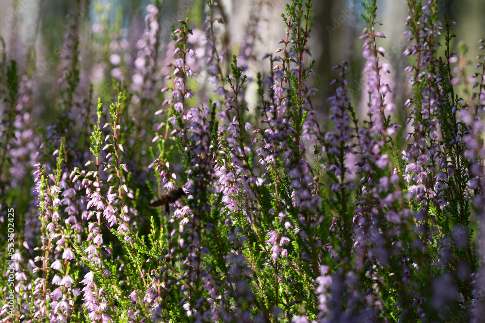 background of beautiful blooming purple heather close-up. Beautiful flower macro background. Purple floral background and place for your text. background of beautiful blooming purple heather close-up. Beautiful flower macro background. Purple floral background and place for your text.