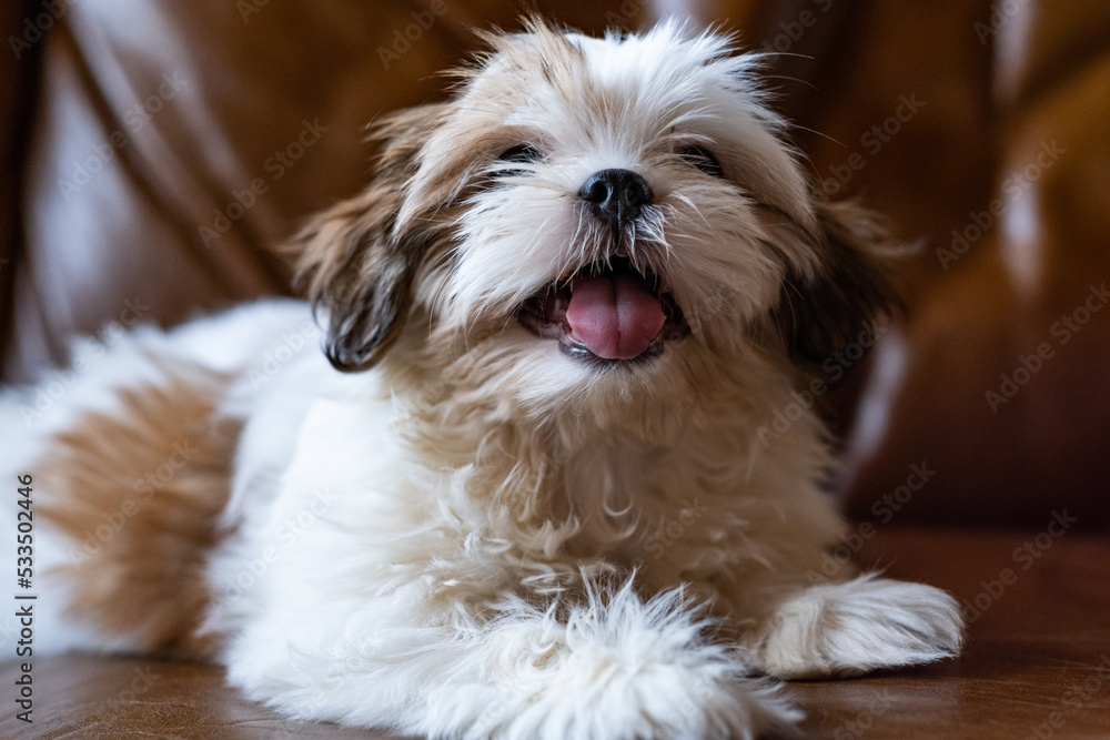 Puppy shih tzu dog lying on sofa