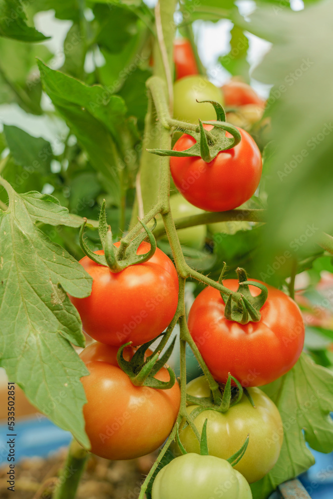 Cluster of ripe red  tomatoes in green foliage on bush. Growing of vegetables in greenhouse.