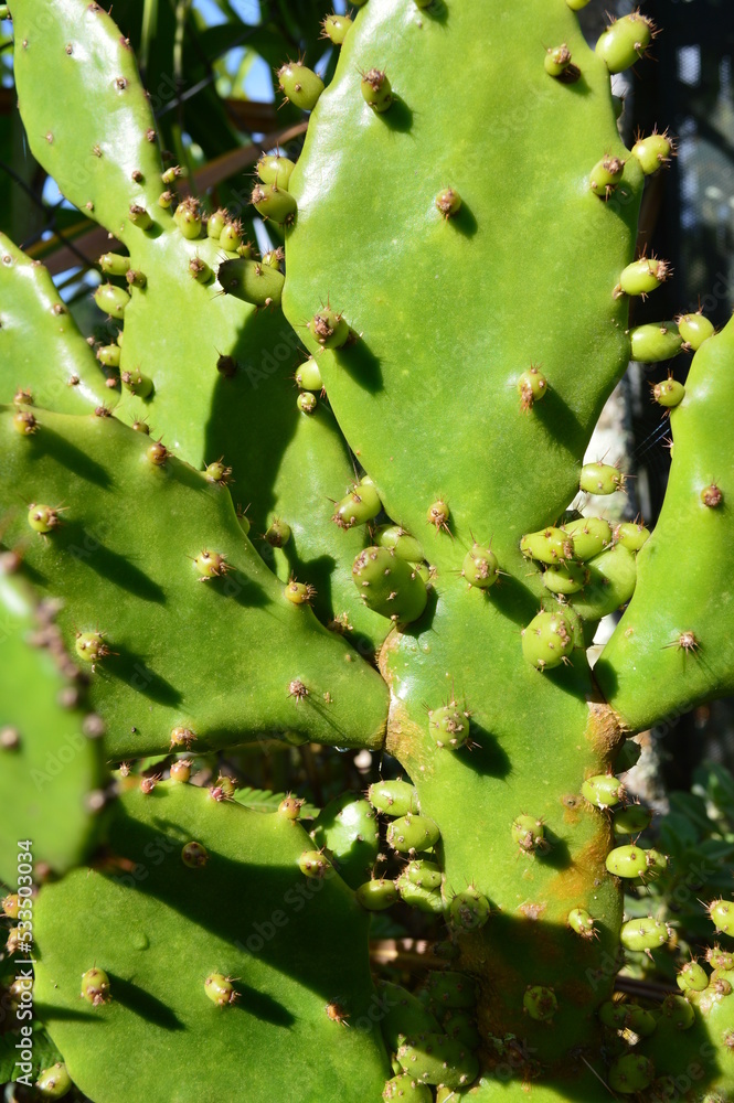 the prickly pear with its brites the prickly pear with its brites