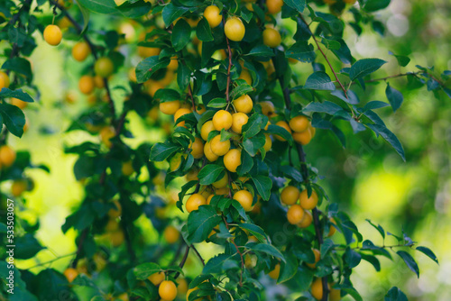 Tableau sur toile Yellow mirabelle plum tree in the summer garden