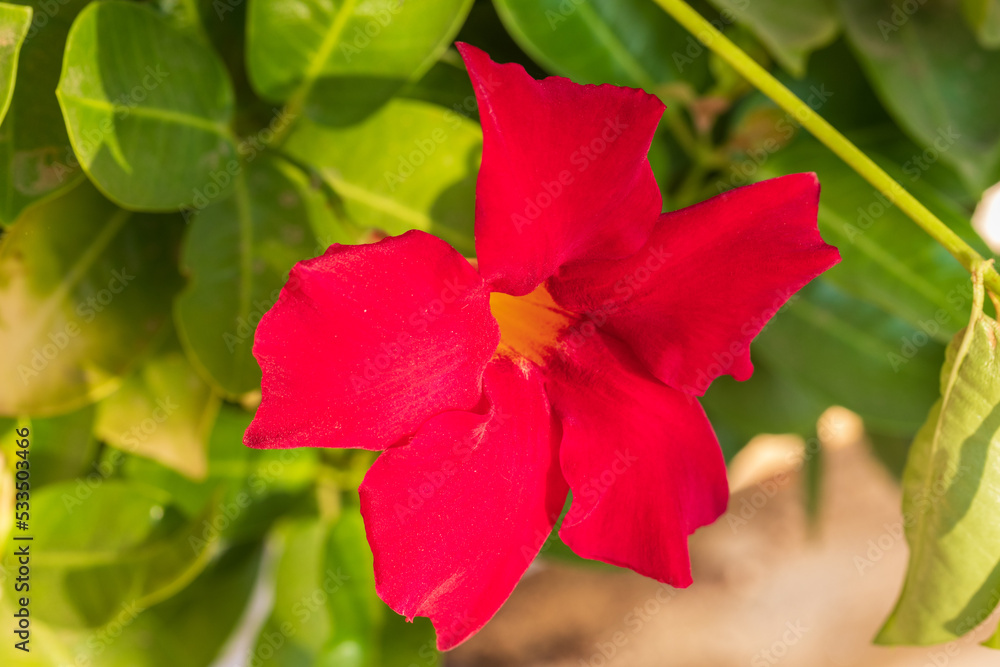 One bright red adenium flower