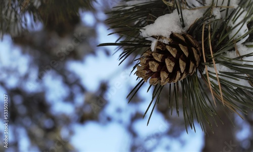 pine cone on the tree
