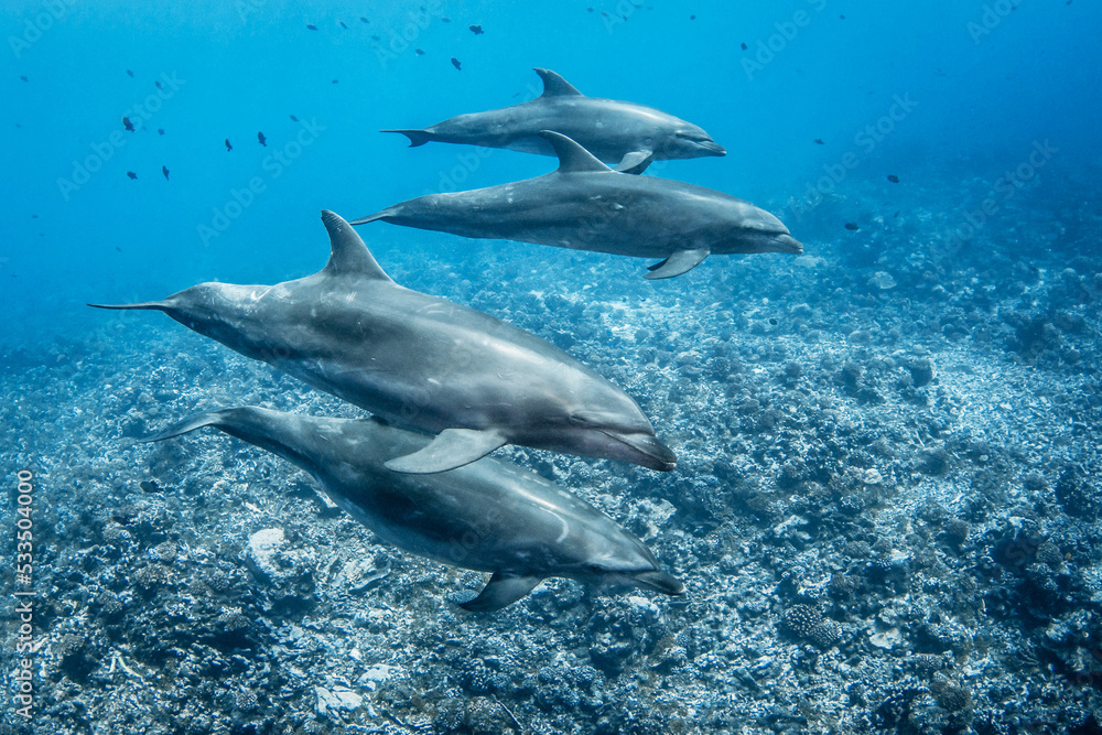 Bottlenose dolphin Bottlenose dolphin