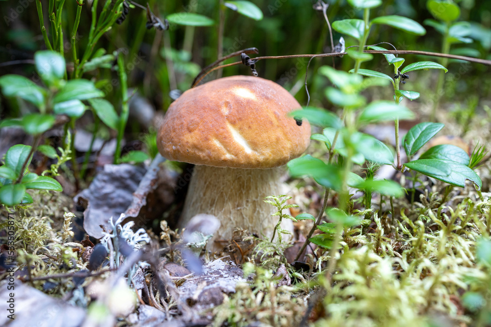 Porcini mushroom in the forest grows in green grass Porcini mushroom in the forest grows in green grass
