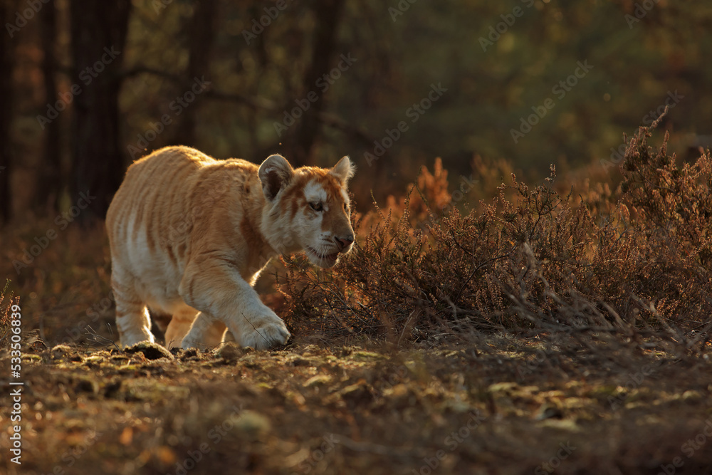 Fototapeta premium male Malayan tiger (Panthera tigris jacksoni) walking through the jungle in the early evening