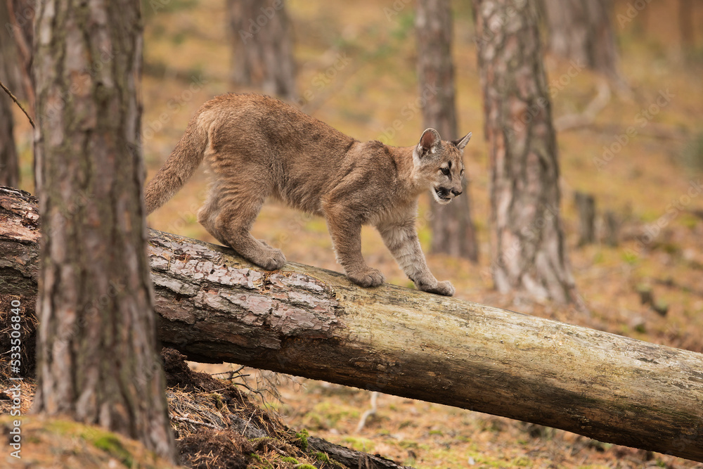Obraz premium young Cougar (Puma concolor) mountain lion walking on a fallen tree trunk