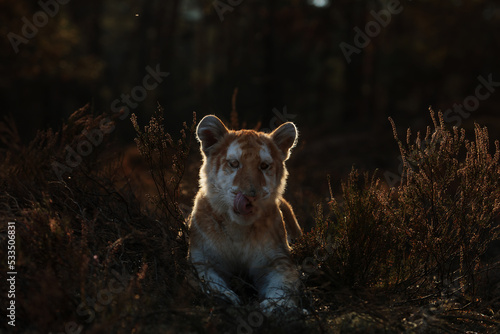 male Malayan tiger (Panthera tigris jacksoni) portrait at sunset photo