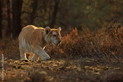 male Malayan tiger (Panthera tigris jacksoni) walking through the jungle in the early evening