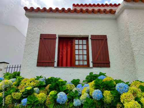 colorful house with hydreangea flowers bloom, at flores island at the azores portugal