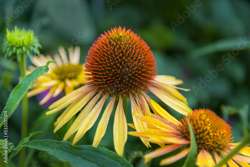 Echinacea paradoxa head  inflorescence. Flowers for gardens  parks