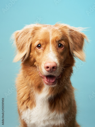 Portrait of a Nova Scotia Duck Tolling Retriever on a lilac background. Toller dog 