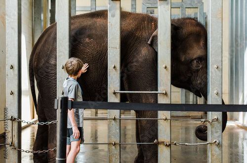 Child in a zoo petting a baby elephant in captivity Fototapet